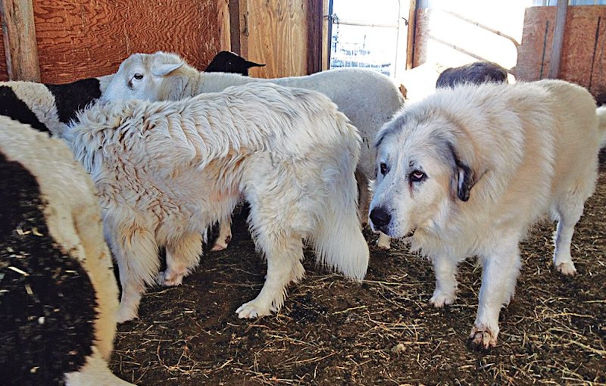 The Care of Aging Guardian Dogs
